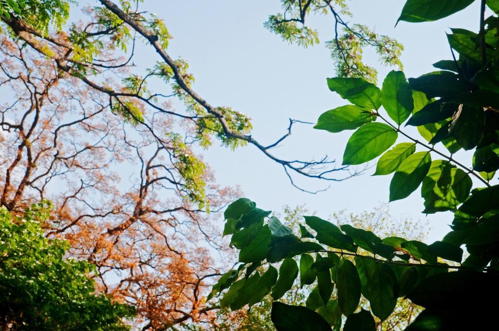 Raintree Villa Dambulla Eksteriør bilde