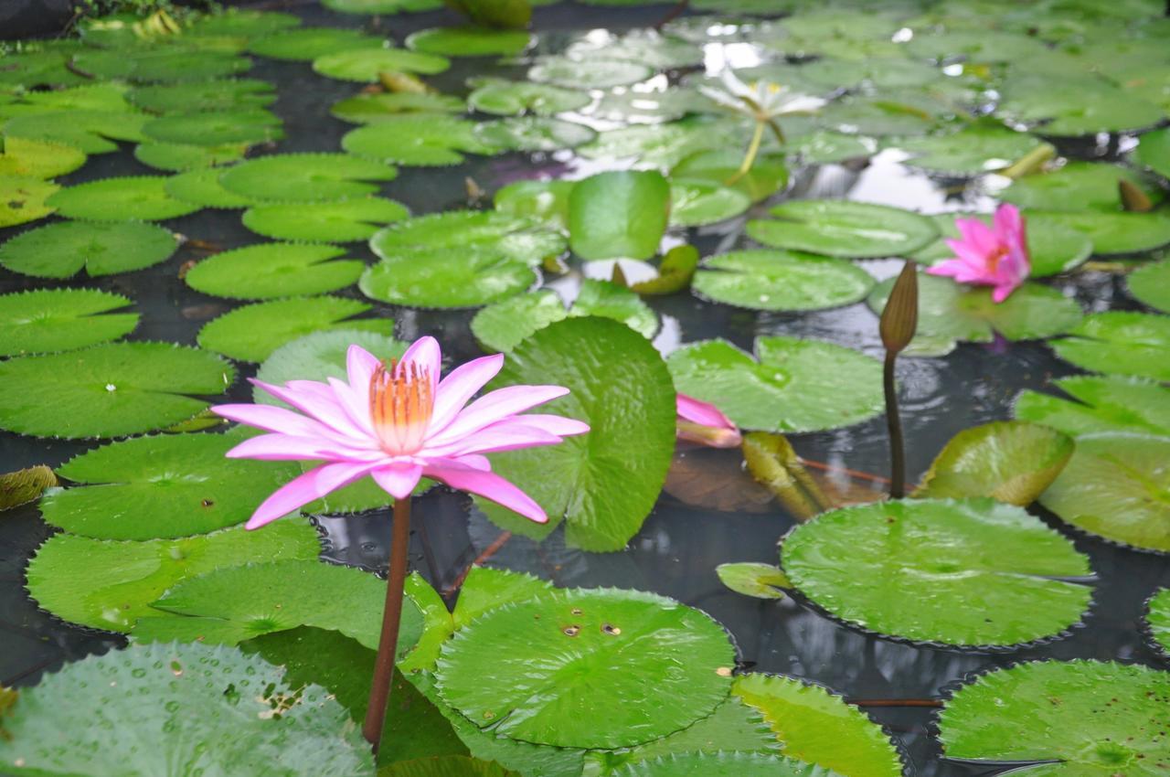 Raintree Villa Dambulla Eksteriør bilde